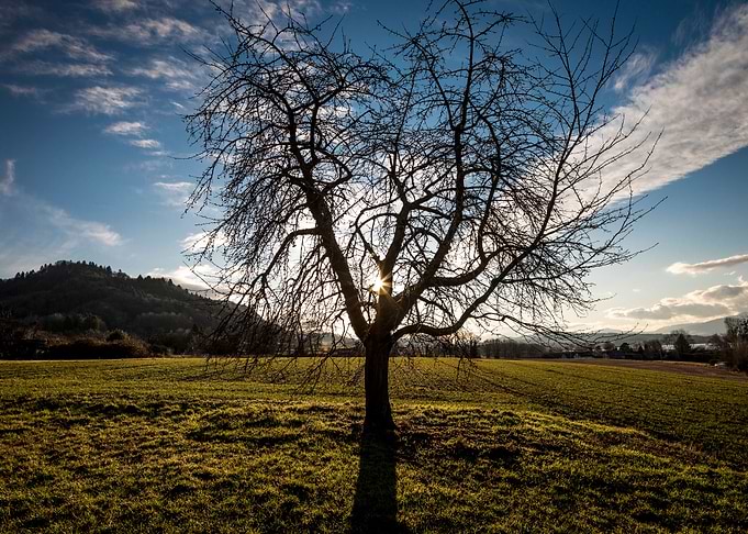 The tree