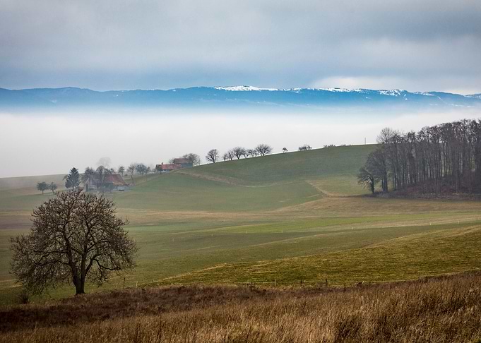 The fog