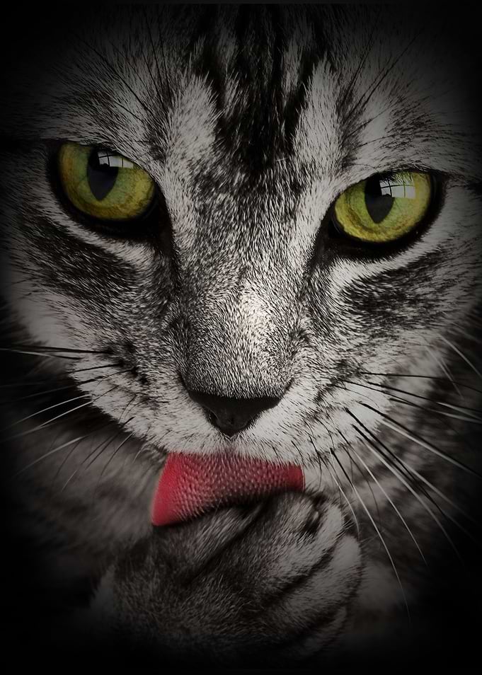 dark cat