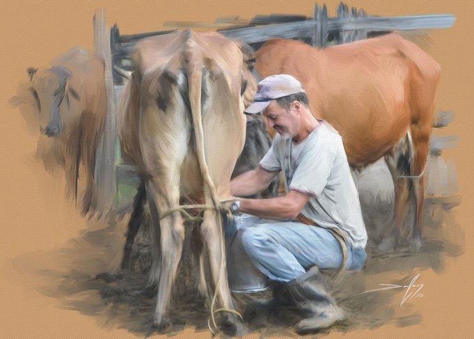 Brazilian cowboy milking