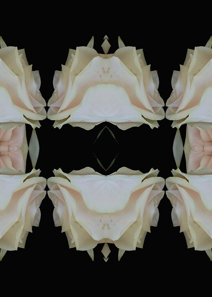 Pattern white rose No3