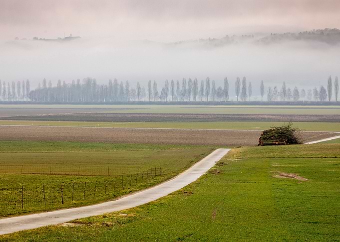 The fog