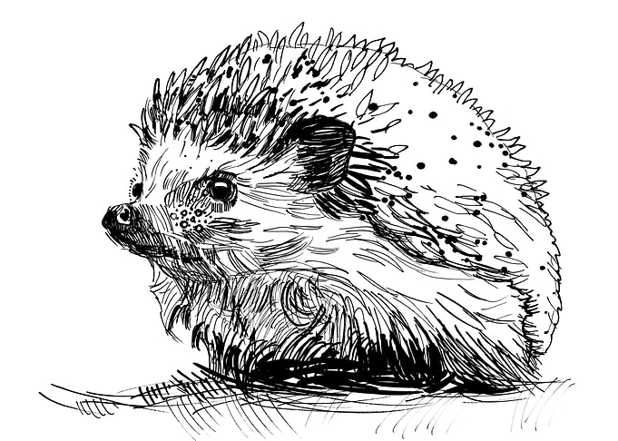 Hedgehog illustration