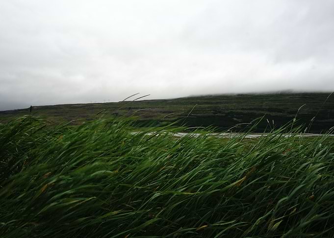Grass