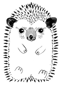 Hedgehog illustration