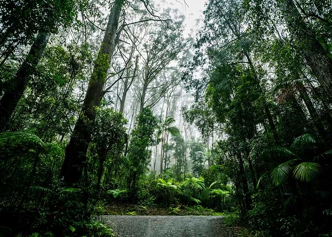 Forest