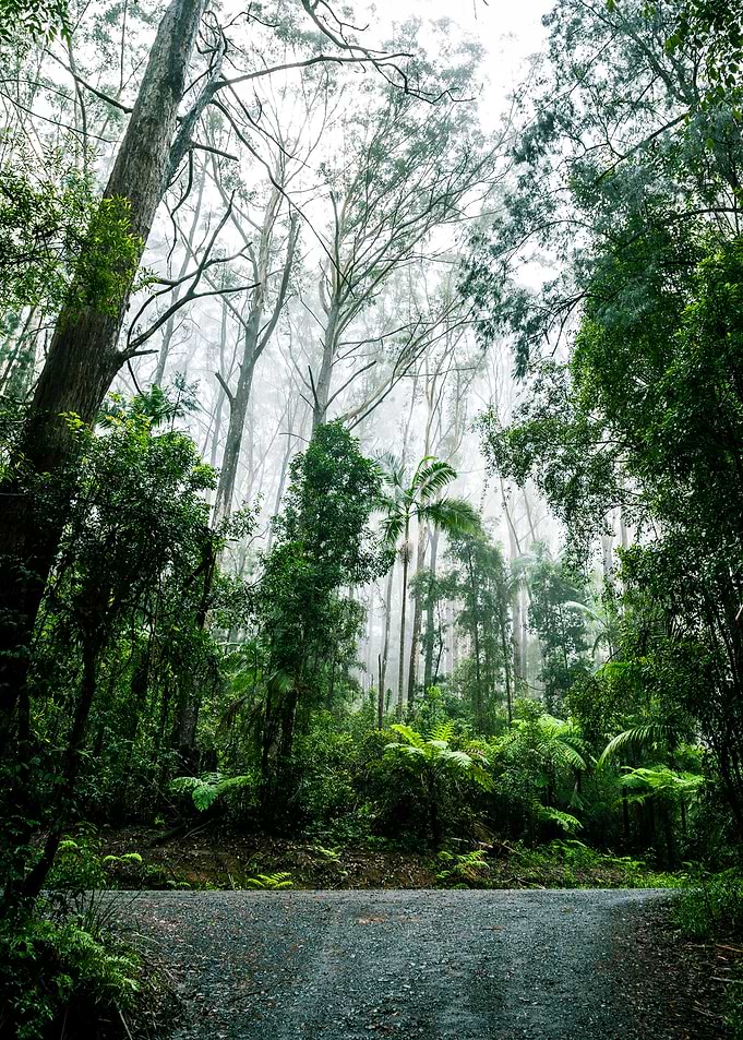 forest