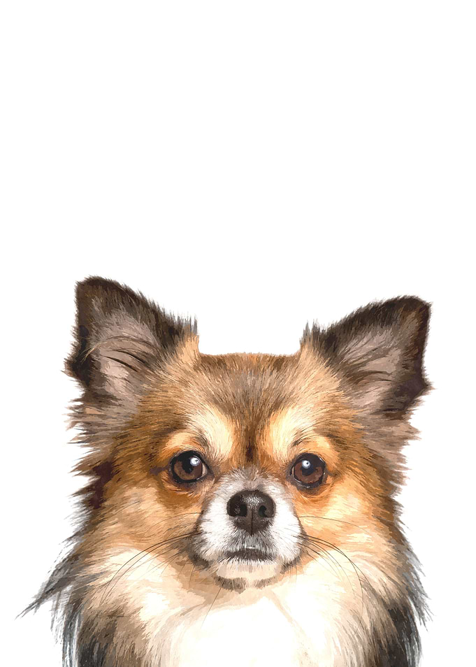 Chihuahua Portrait