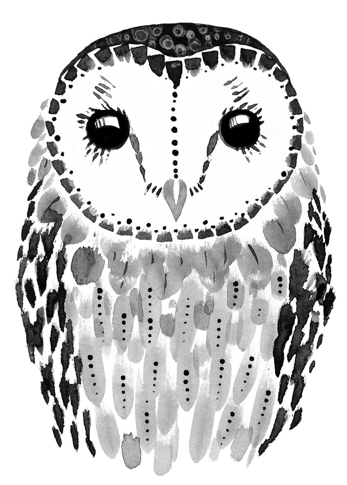 Barn owl illustration