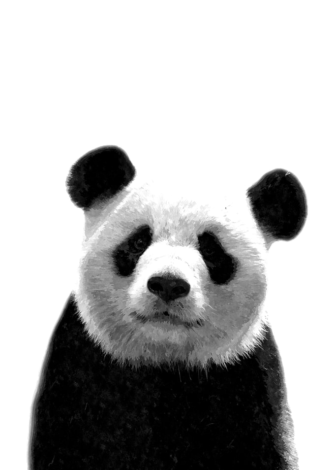 Black and White Panda