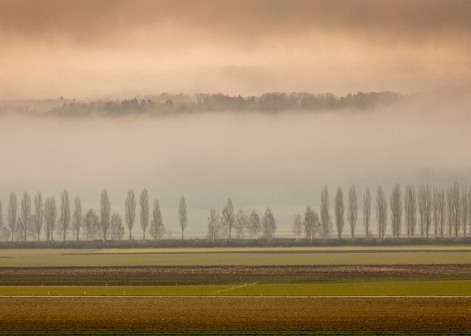 Fog