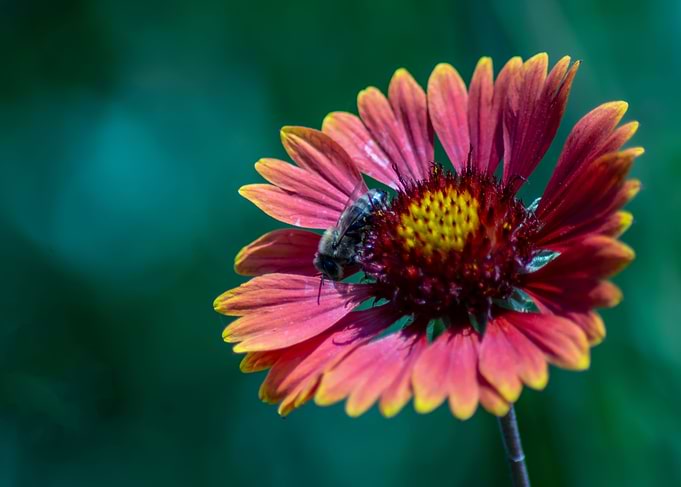 Flower with a bee
