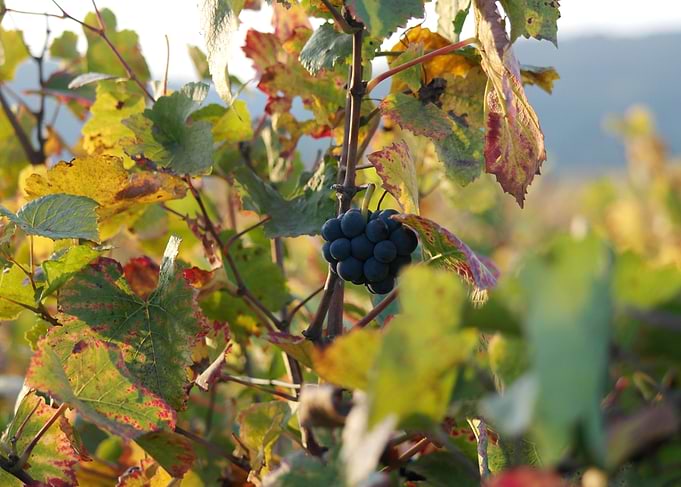 Burgundy vineyards 02