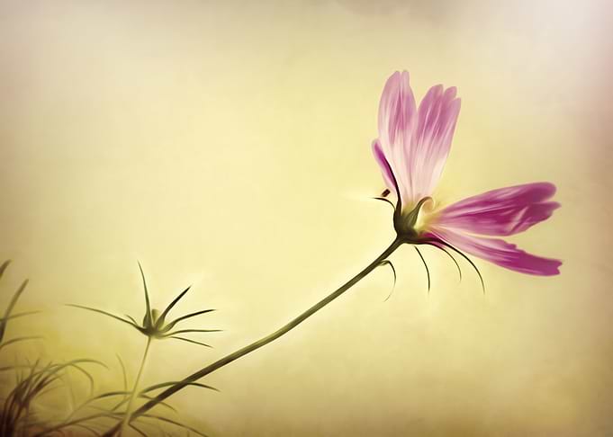 Wind Flower