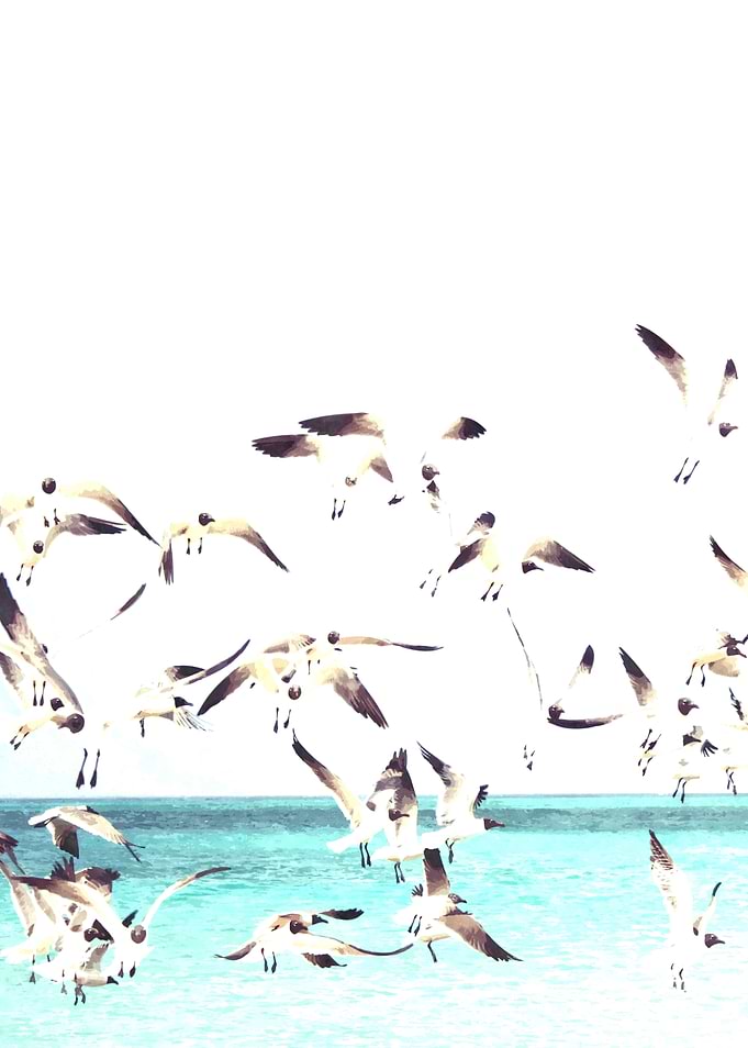 Seagulls Illustration