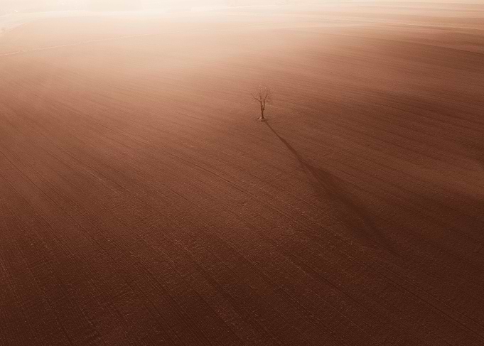 A Lonely Tree