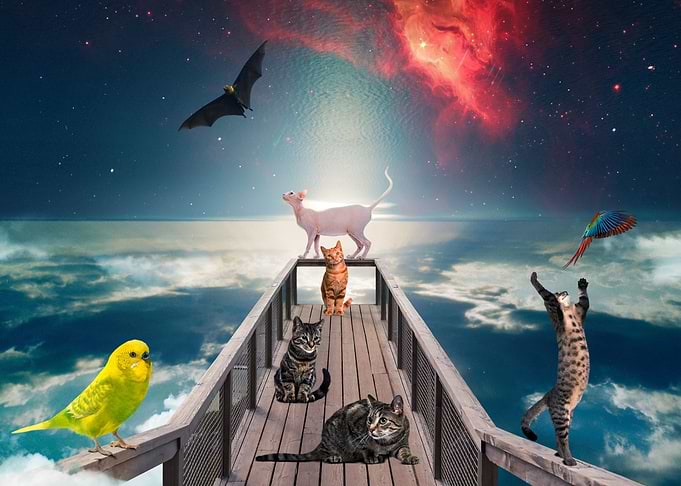 Noahs Cats