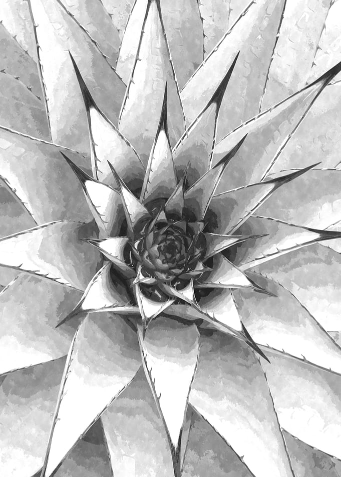 Black and White Succulent