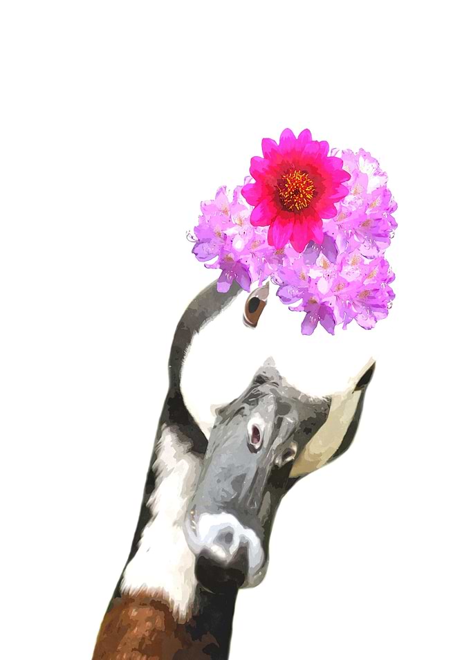 Funny Goose