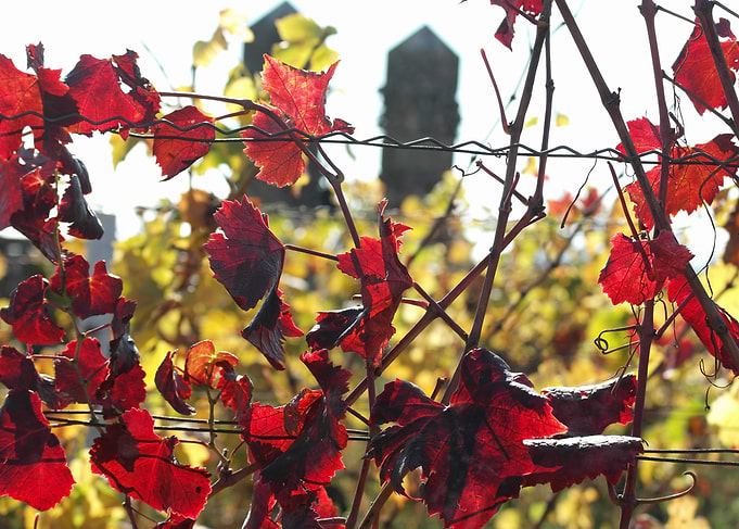 Burgundy vineyards 11
