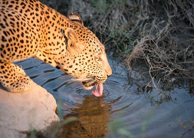 Leopard