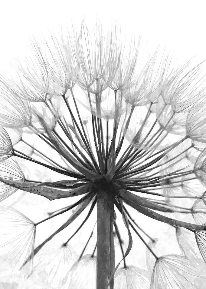 Black and White Dandelion