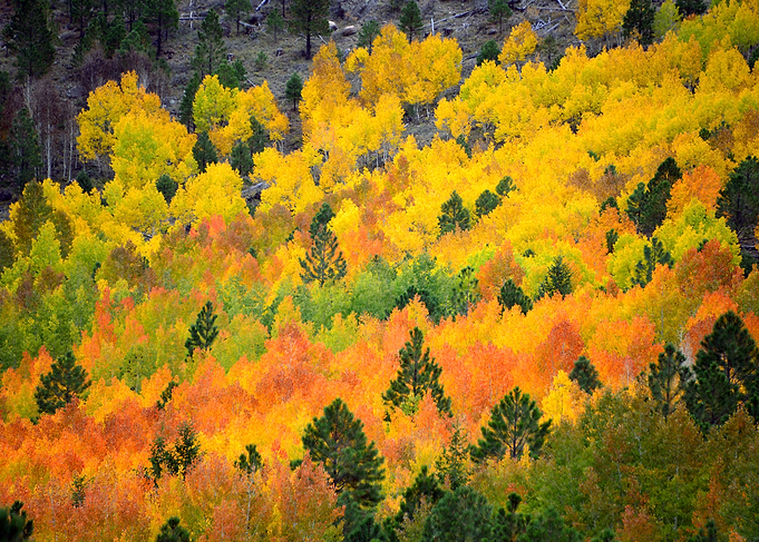 Fall canyon