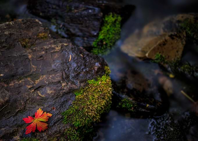 The Last Clutches of Fall