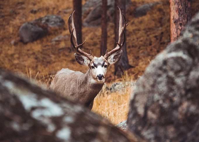 The Stand Off