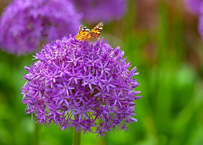 Butterfly on the allium