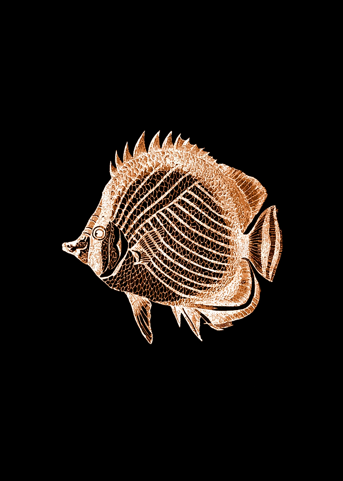 Fish Black Background