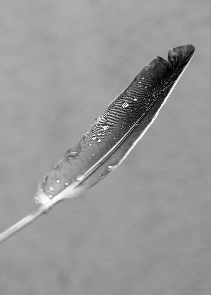 feather bw