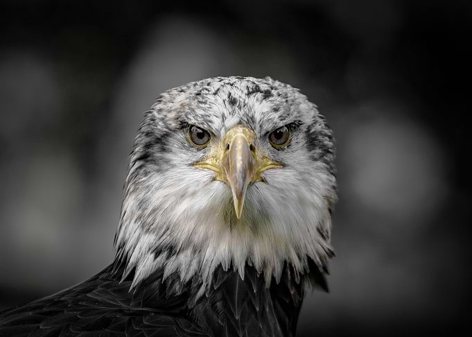 Eagle Eyes