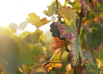 Burgundy vineyards 03
