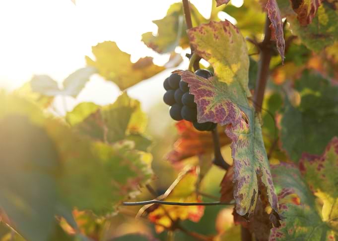 Burgundy vineyards 03