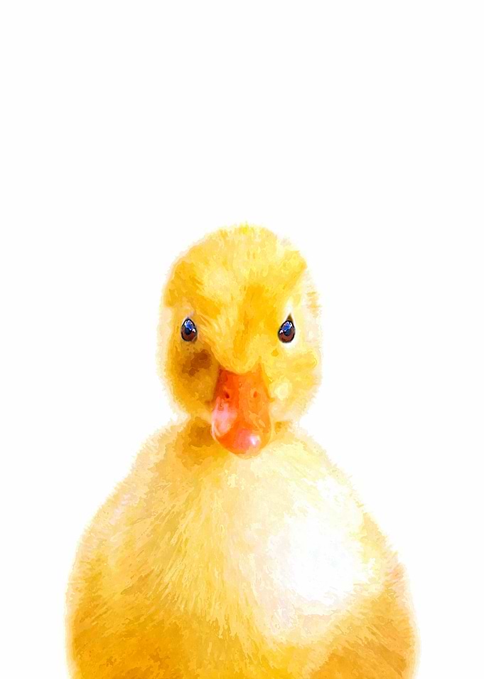 Duckling Illustration