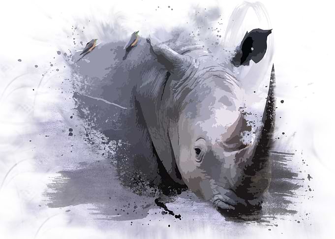 Rhino Art