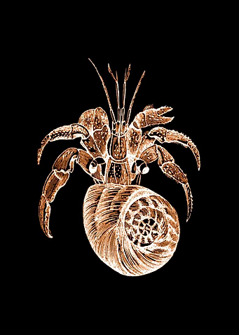 Crustacean Black