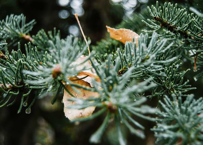 leaves in the tree