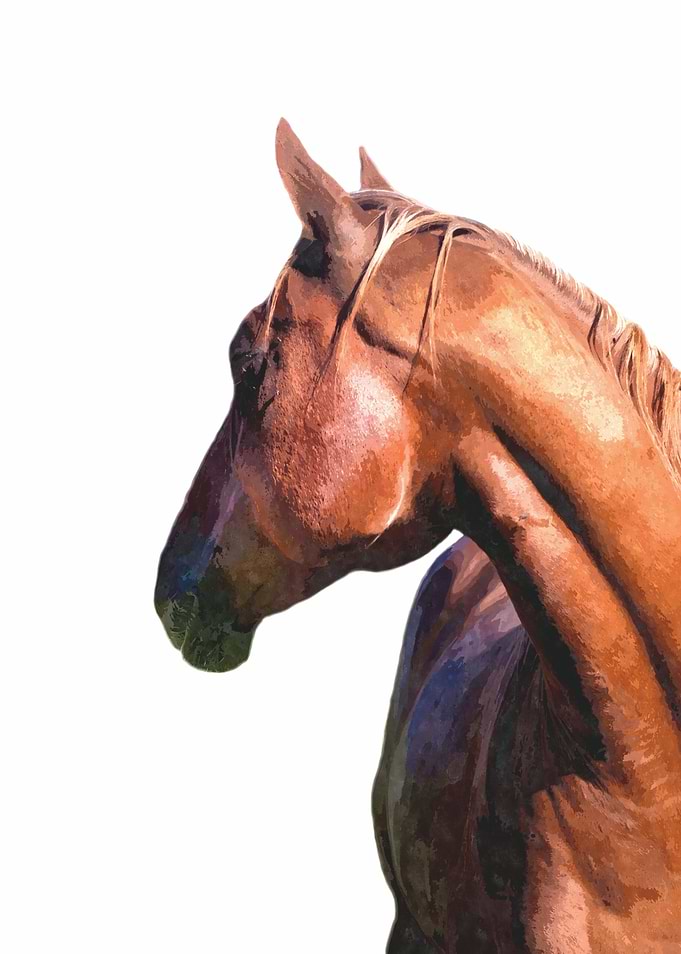 Horse Portrait