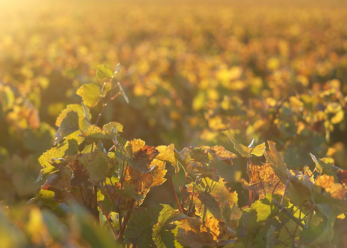Burgundy vineyards 13