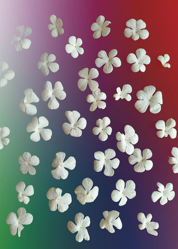 White liliac