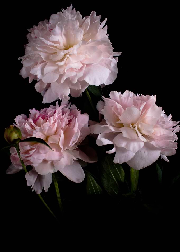 Peonies flowers