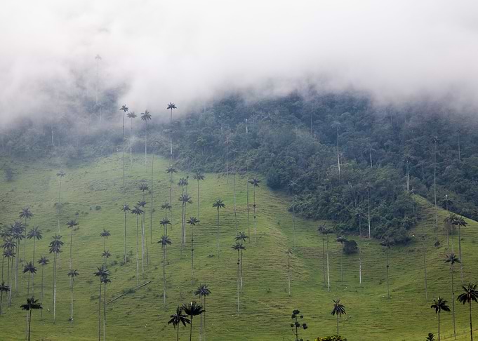 Cocora 5