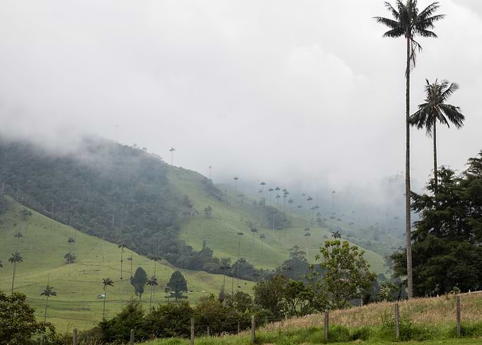 Cocora 4