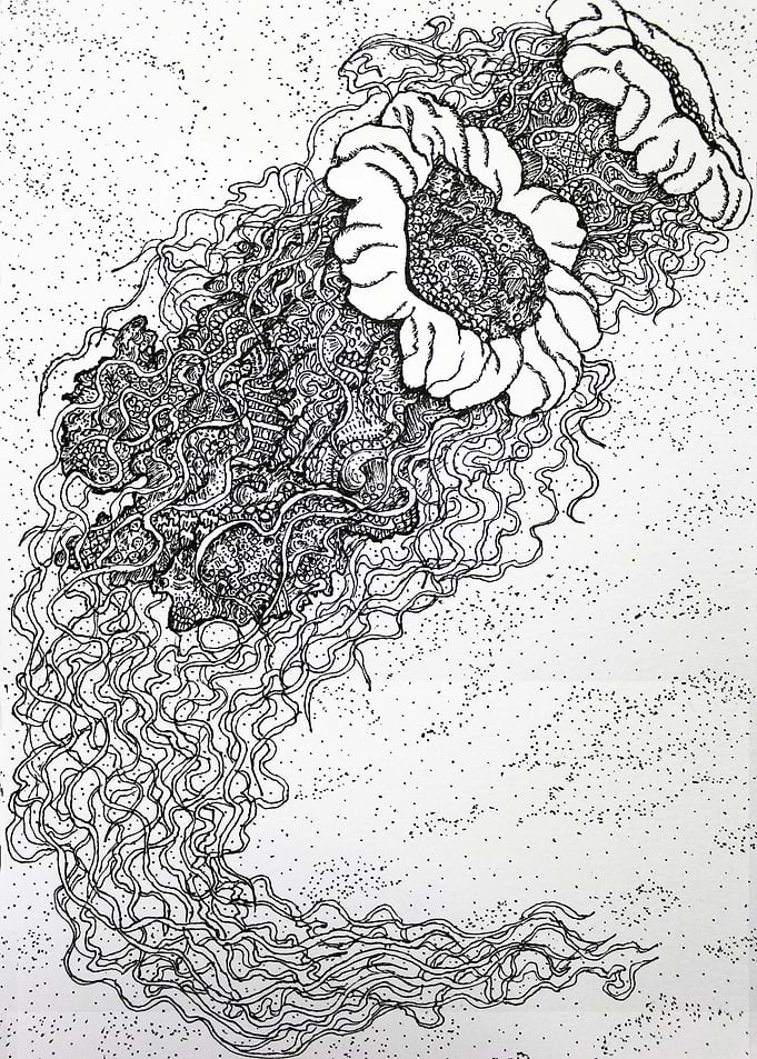 Jellyfish