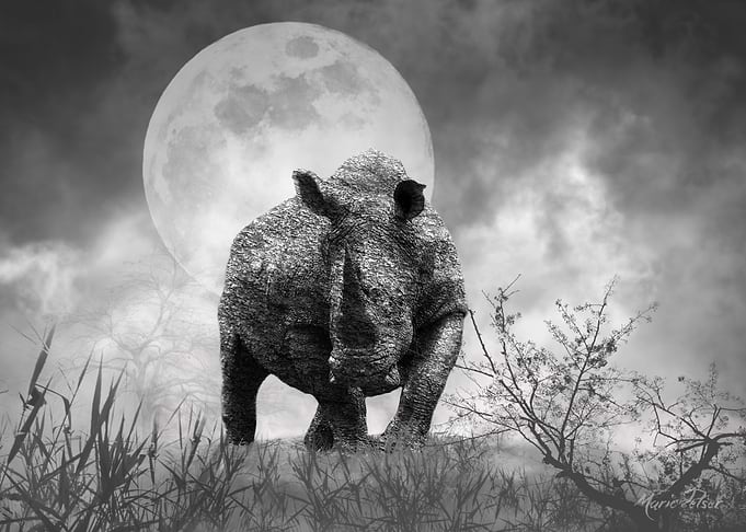 Rhino Set in Stone