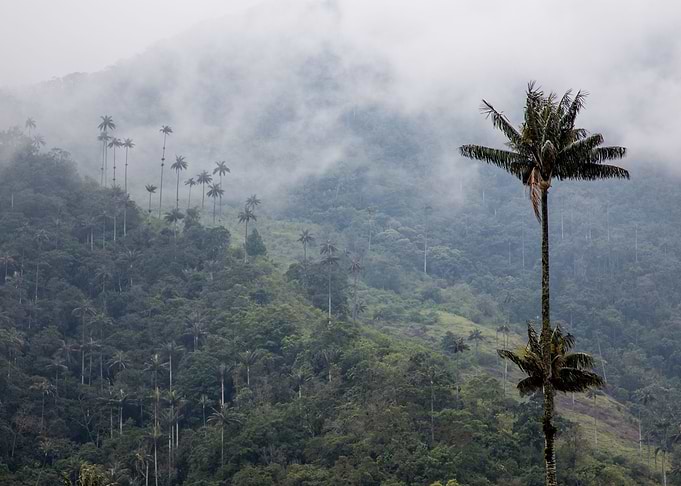 Cocora 1