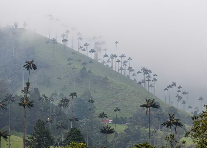 Cocora 3