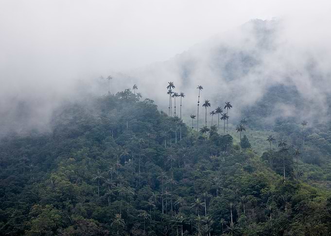 Cocora 7
